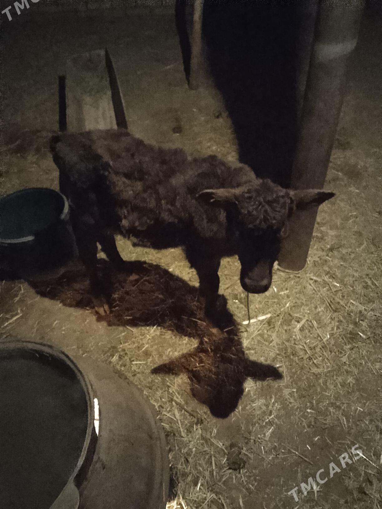 gulajyn - Сакарчага - img 1