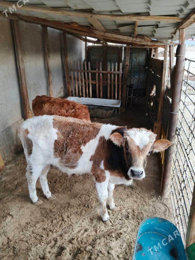 Ökiz Gacar - Balkanabat - img 1