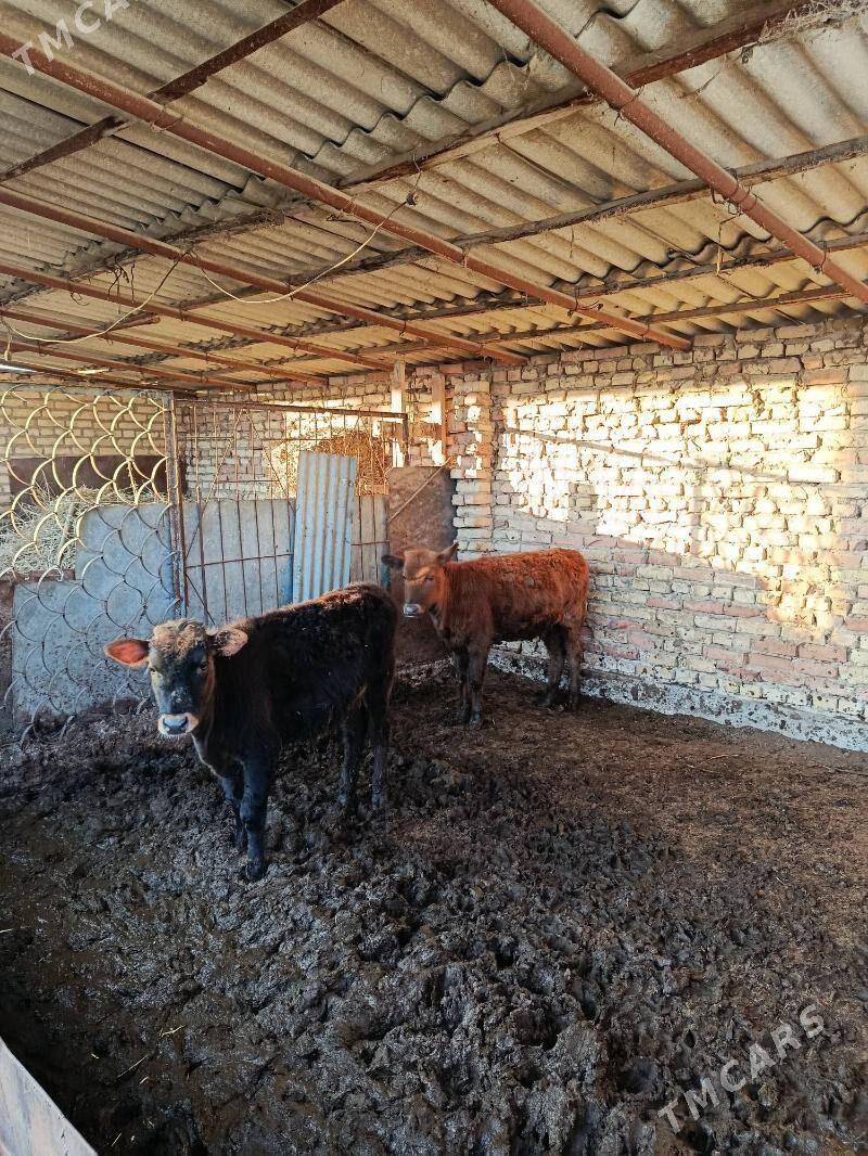 2 sany gole 8 nji ayyn icinde - Änew - img 1