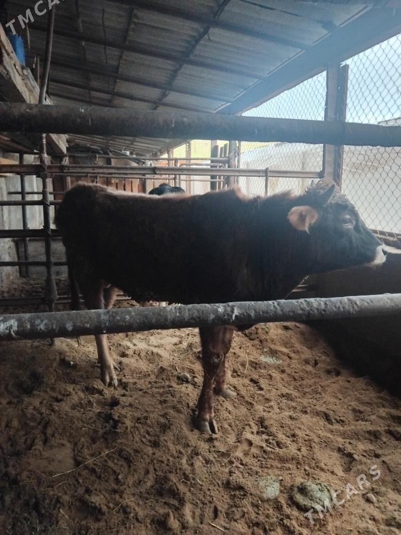 şwes okuz - Бузмеин - img 1