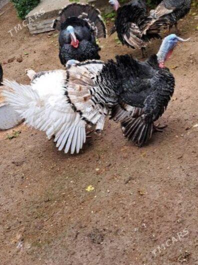 İnduk horaz - Aşgabat - img 1