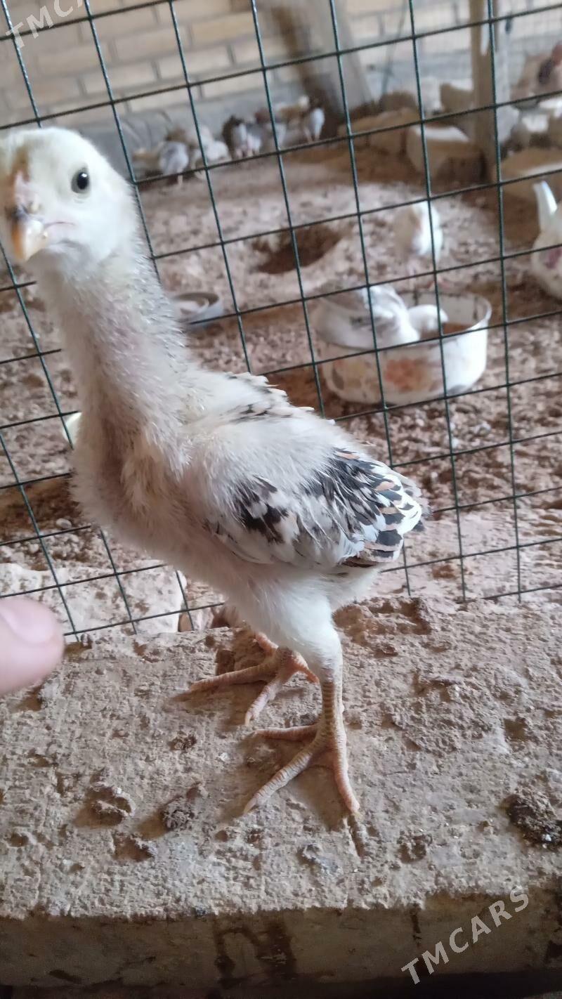 ARGINAL BAÝES JÜJE ♂️ - Murgap - img 1