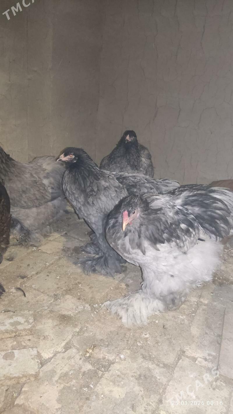 Brama ýumurtga - Байрамали - img 1