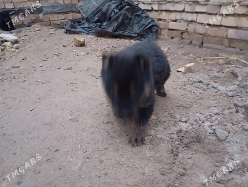 Awçarka - Гарабекевюл - img 1