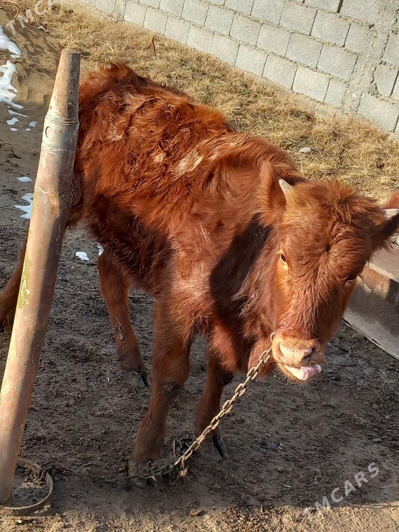 Göle - Aşgabat - img 1