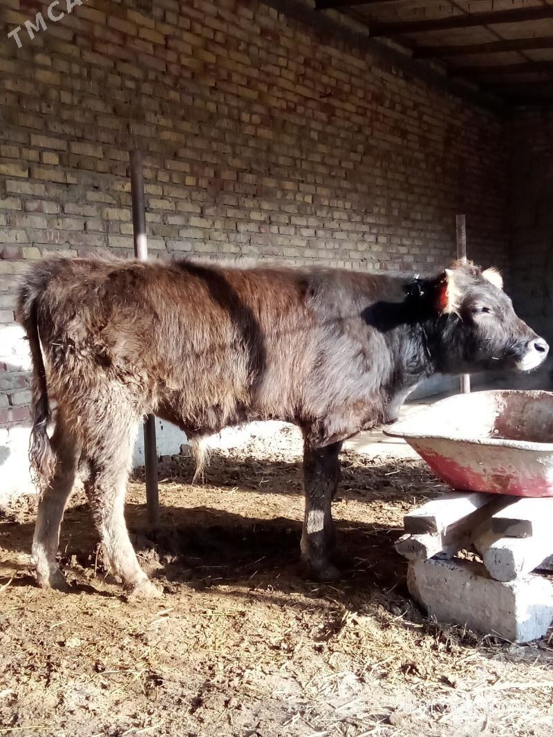 Tohum Öküz Arassa Şiwet - Гёкдепе - img 1