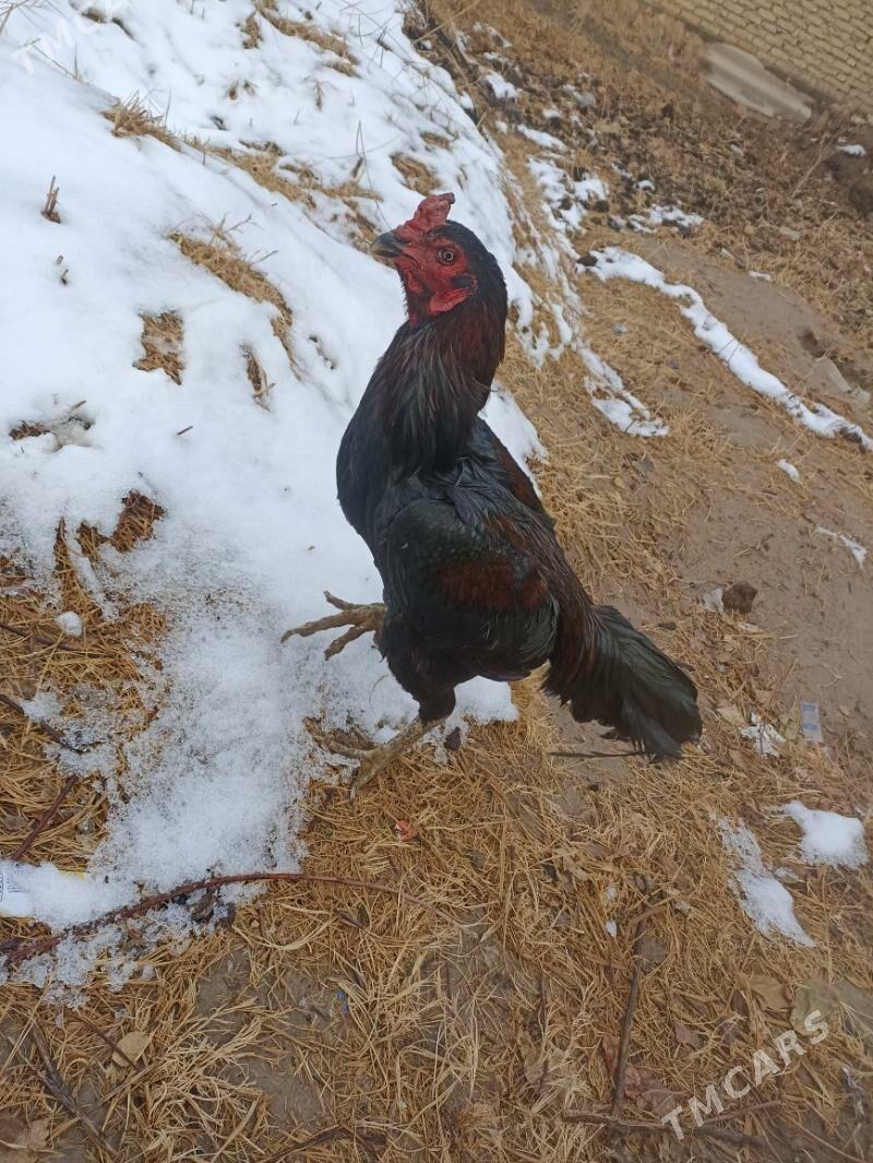 BAYES - Саят - img 1