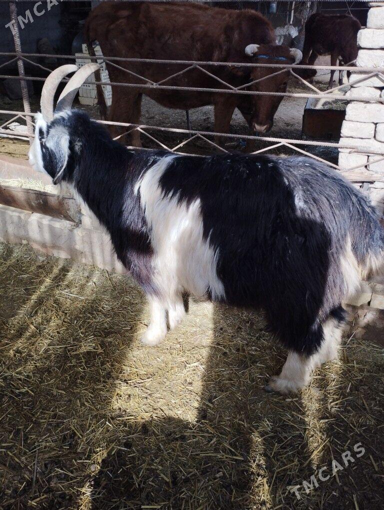 Teke - Мургап - img 1