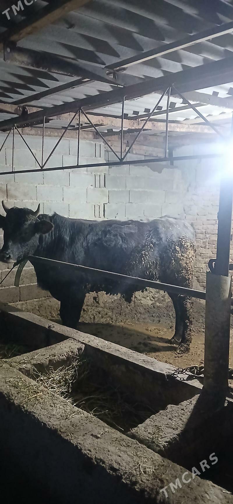 bakylan okuzler - Бахарден - img 1