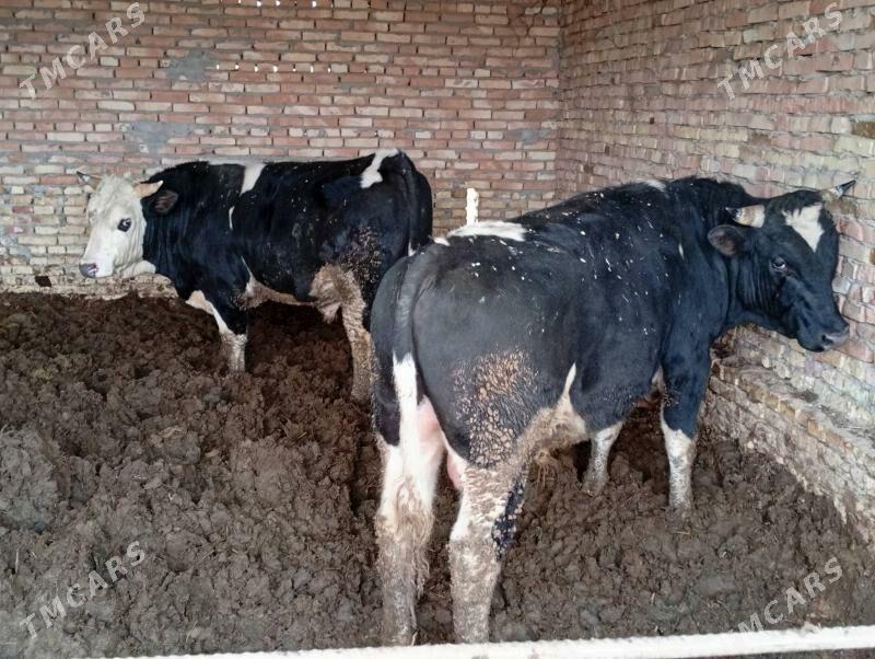 Arassa tohum Öküzleri - Халач - img 1