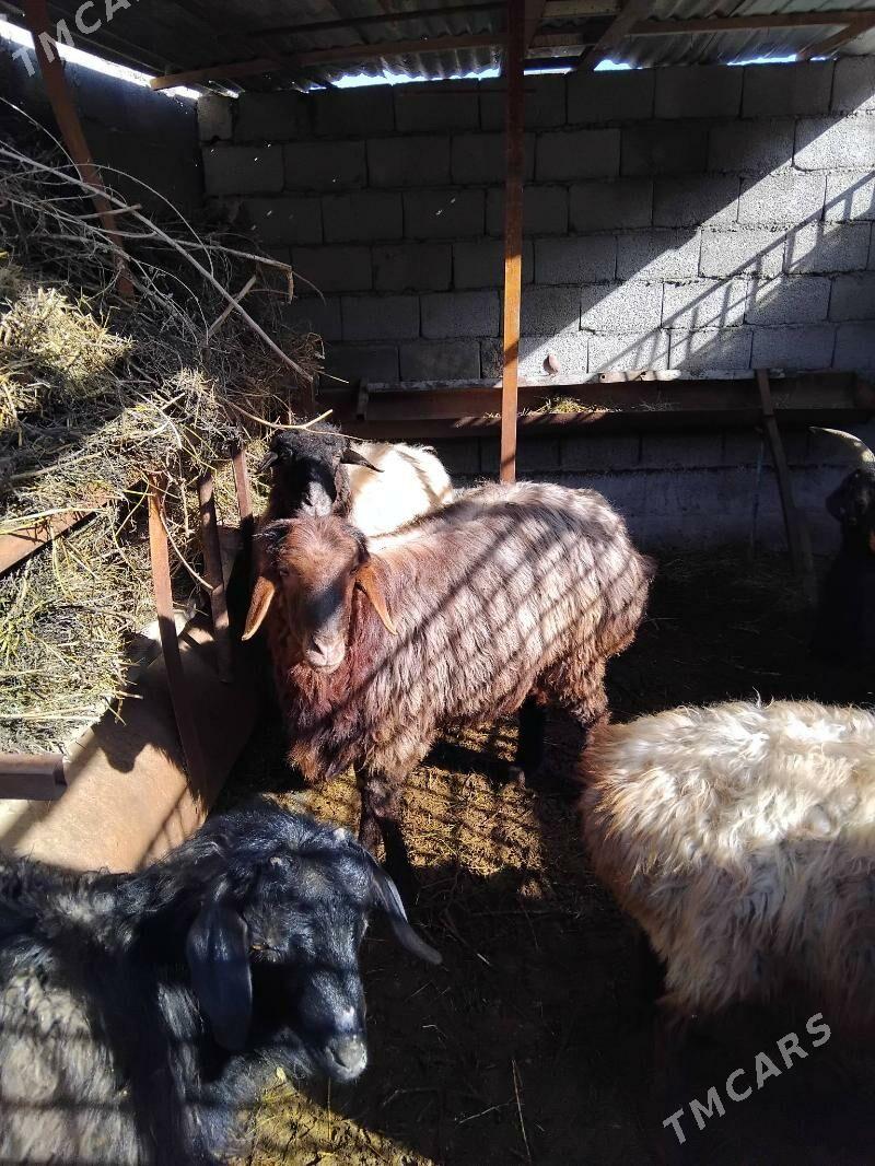 goýun - Кака - img 1