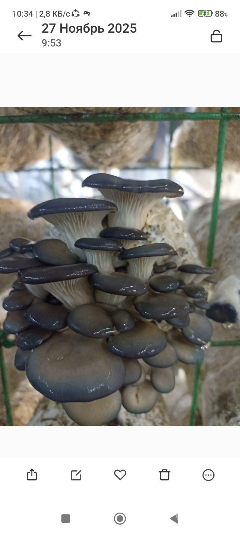 Komelek,Грибоводство - Ашхабад - img 1