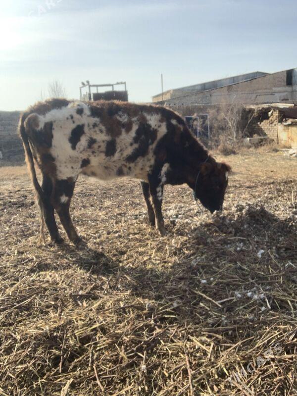 iri mal - Туркменабат - img 1