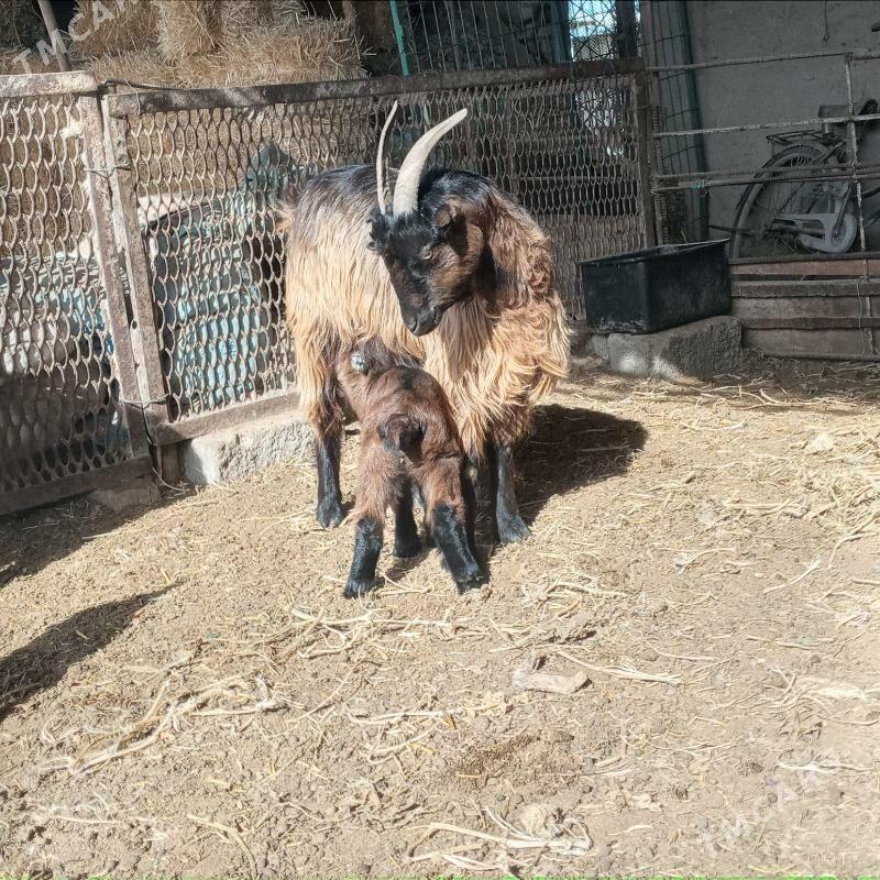 Ovlakly Geciler - Çärjew - img 1