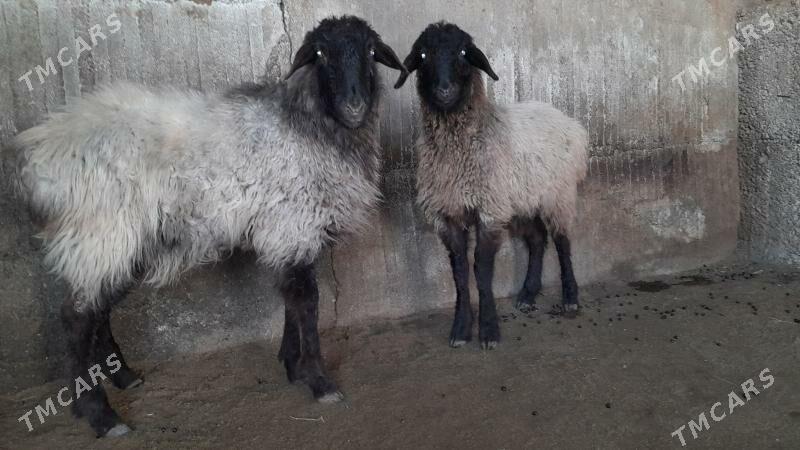 Goÿun - Херрикгала - img 1