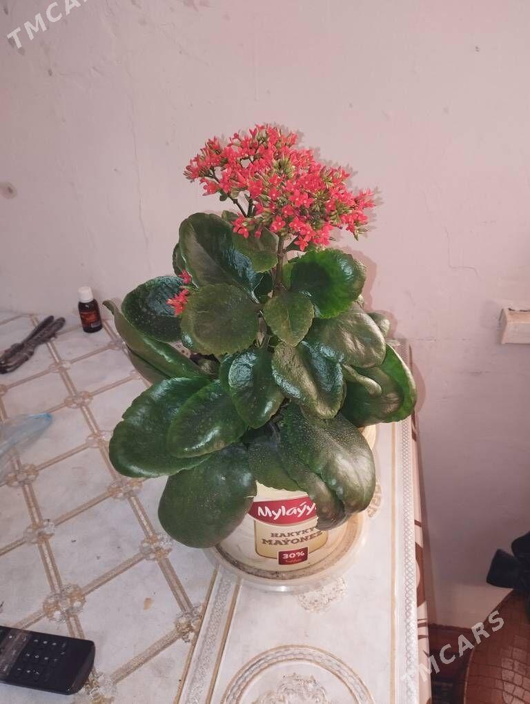 GUL ДЕНЕЖНОЕ ДЕРЕВО - Балканабат - img 1