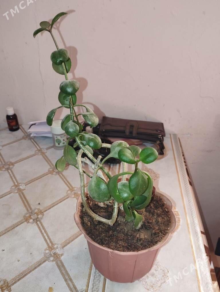 ДЕНЕЖНОЕ ДЕРЕВО GUL - Балканабат - img 1