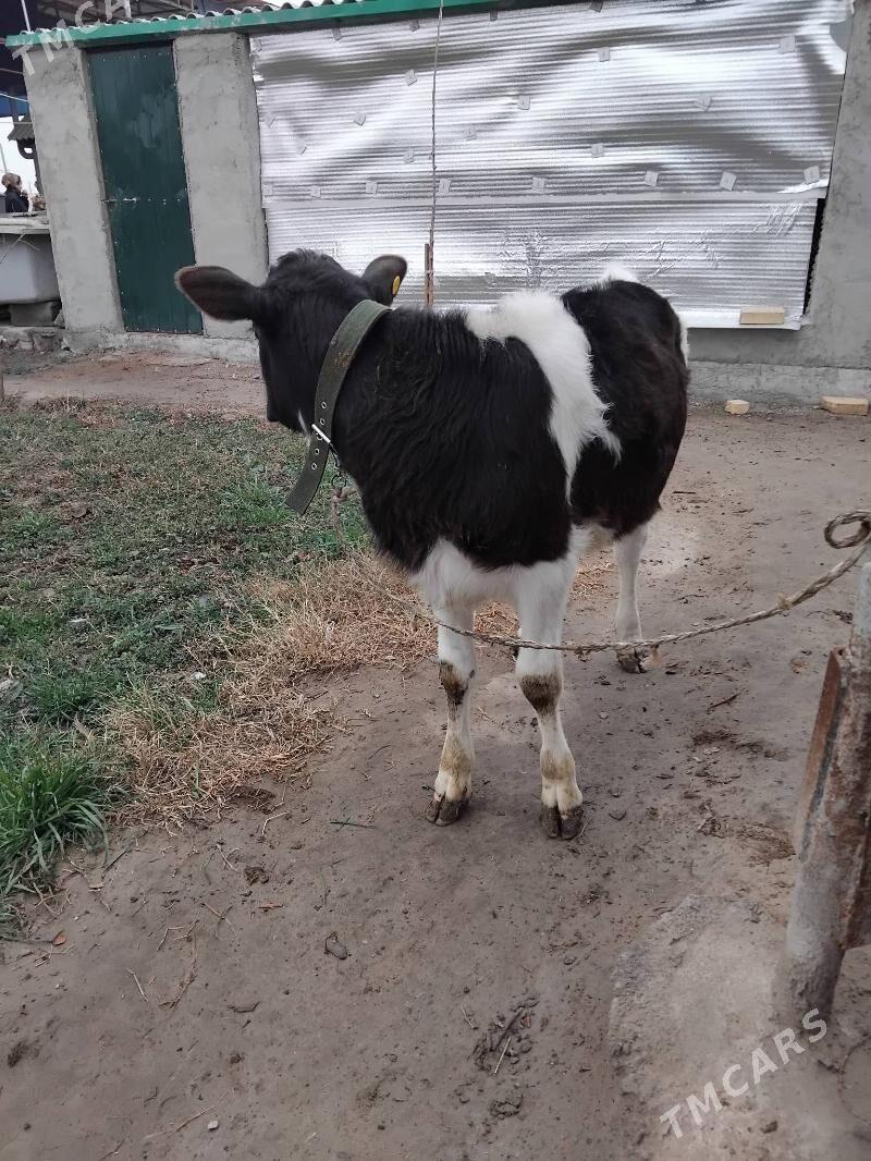 Ala tuwe - Änew - img 1