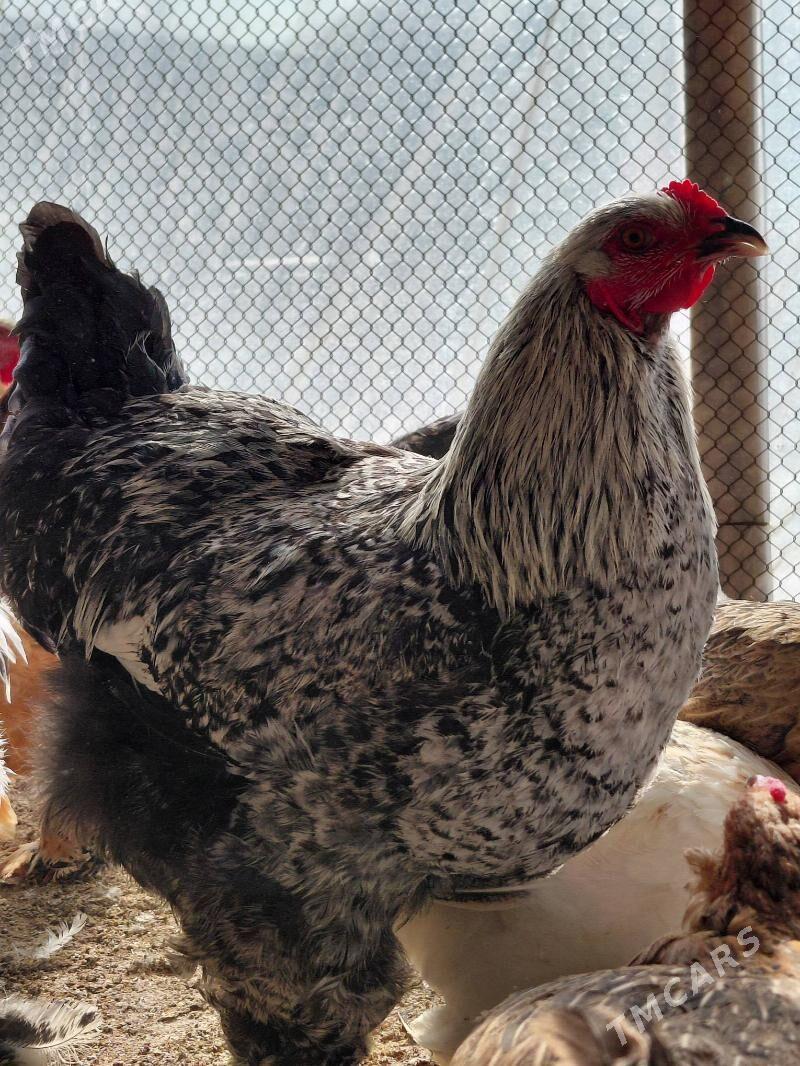 brama bolgar - Гёкдепе - img 1