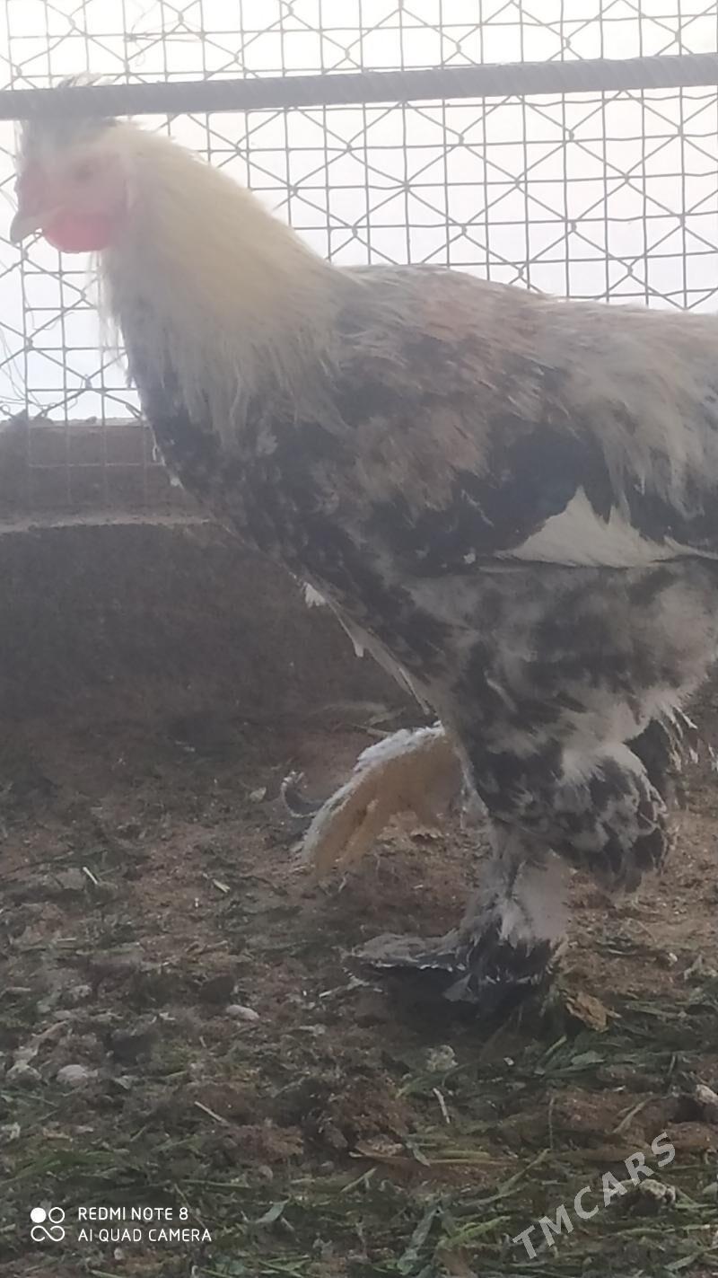 brama dwoýka - Векильбазар - img 1