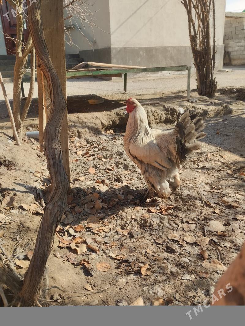 изабэл.хораз - Garadamak - img 1