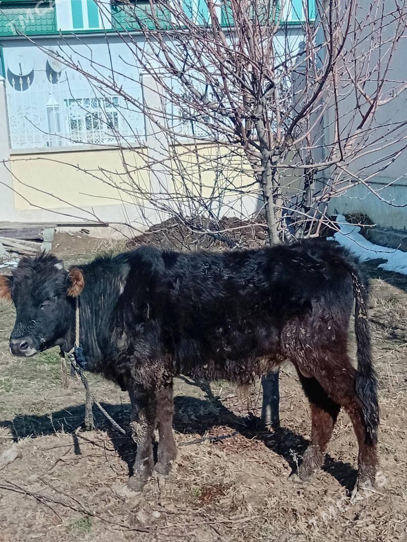 öküz - Гёкдже - img 1