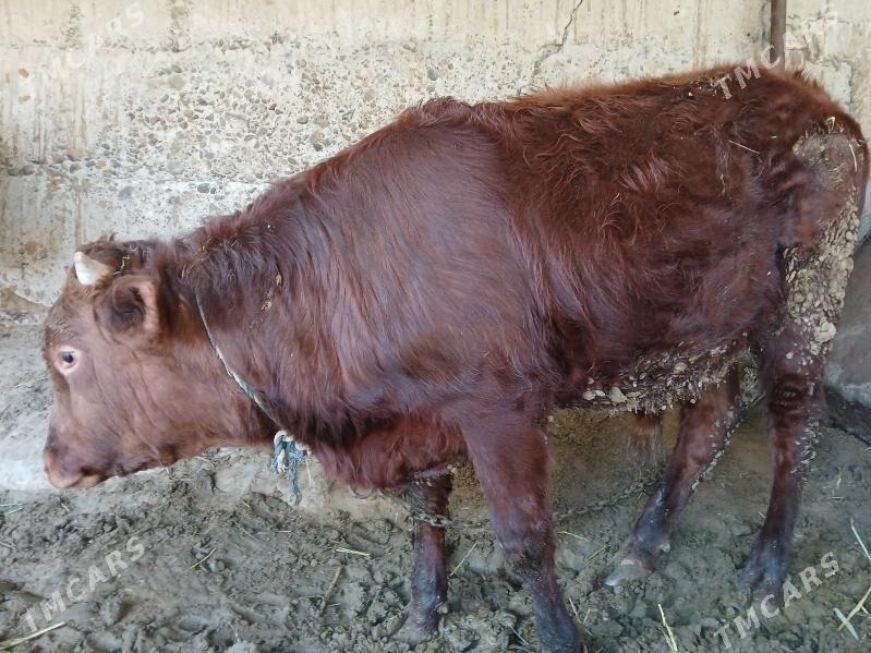 okuz - Änew - img 1