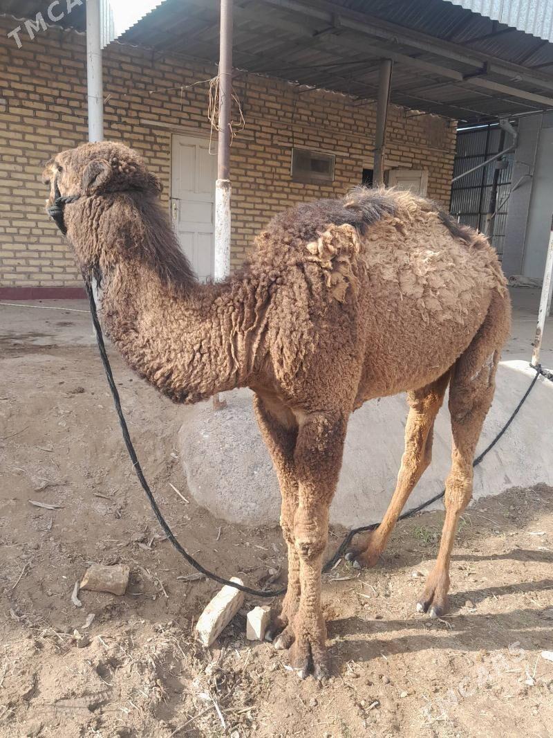 Erkek torum köṣek - Сакарчага - img 1