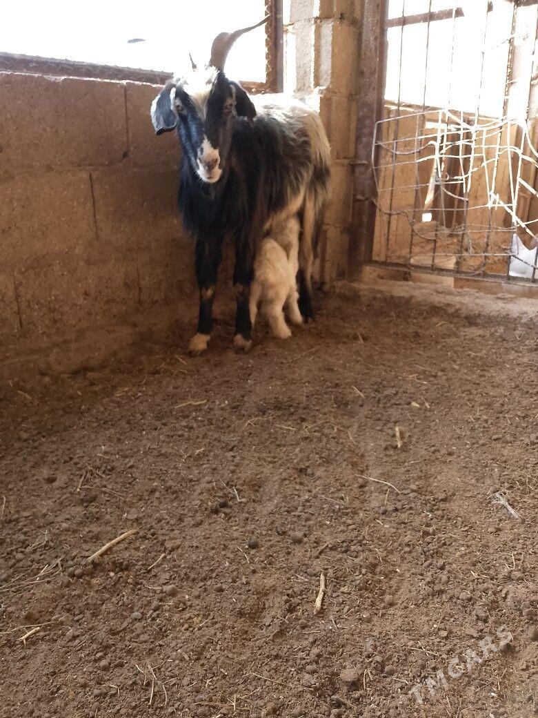 awlakly geçi we guzuly goýun - Balkanabat - img 1