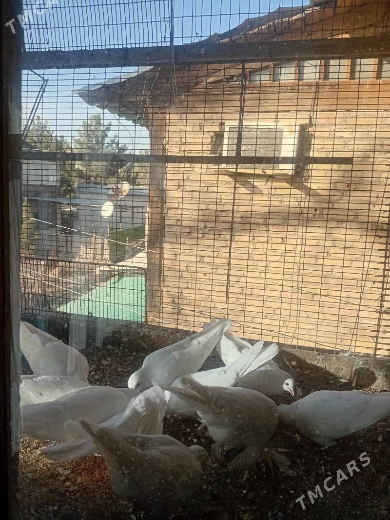 кепдер - Türkmenabat - img 1