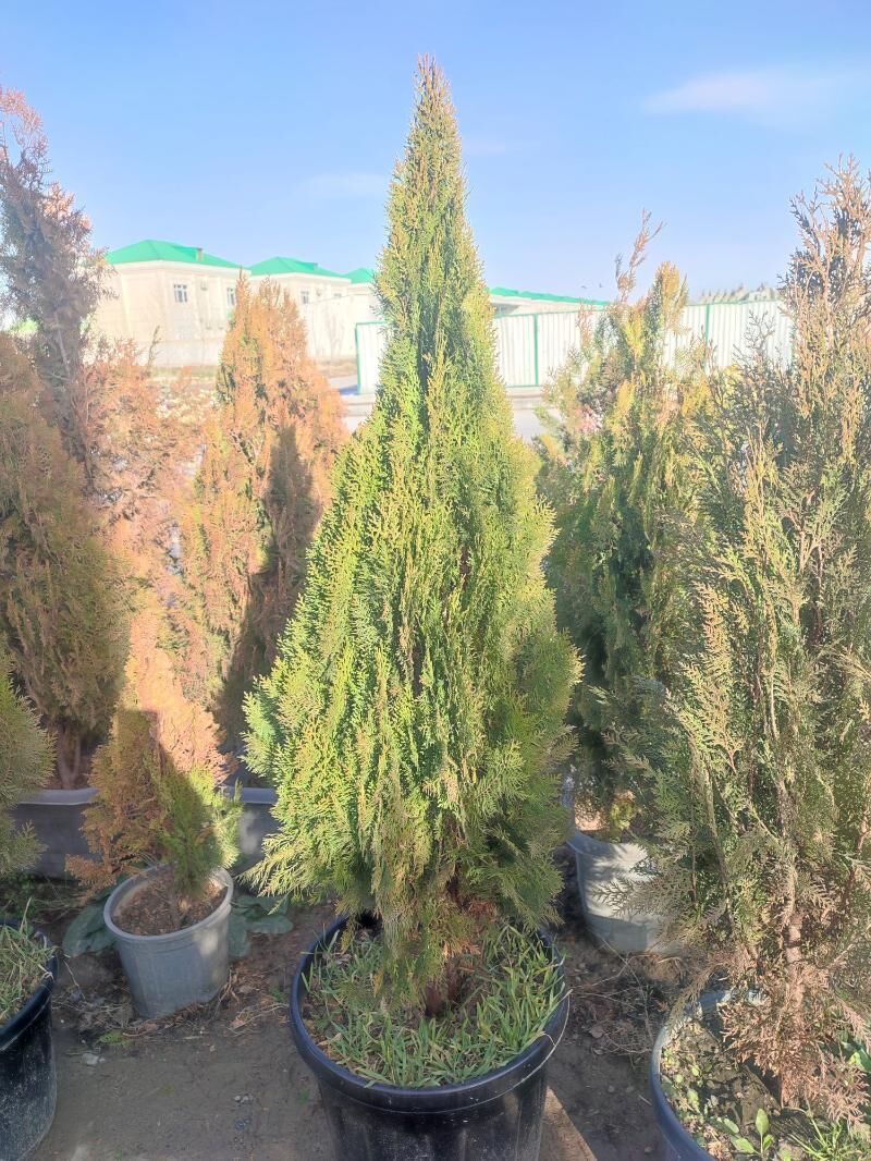 tuya yolkalar gornushleri - Çoganly - img 1