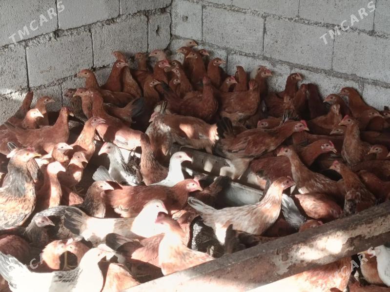 satlyk juyje - Ашхабад - img 1