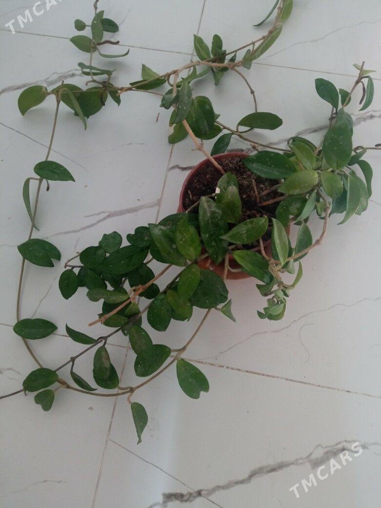 домашние растения - Ким район - img 1