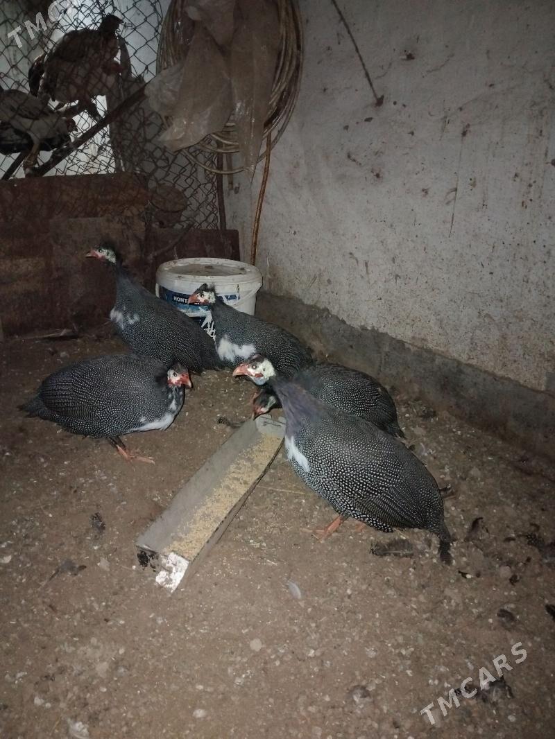 sizarka kekilik - Çärjew - img 1