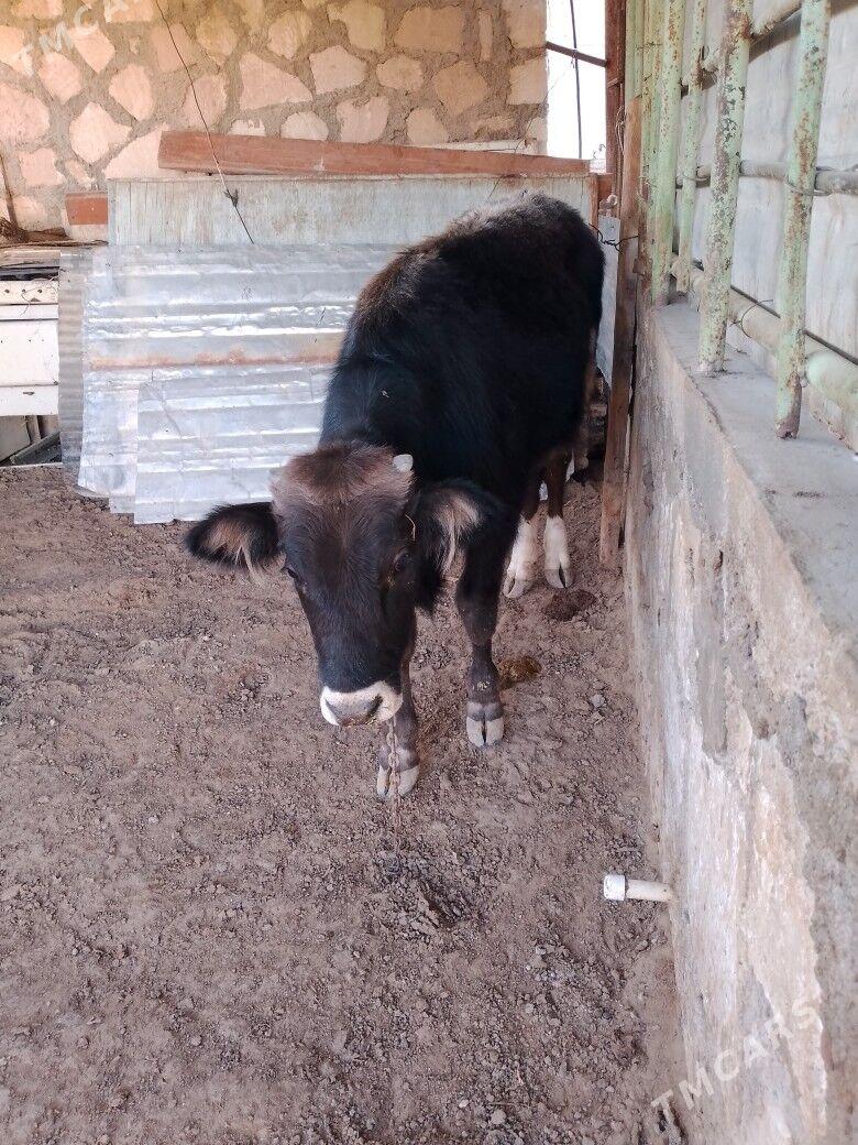 окуз - Jebel - img 1