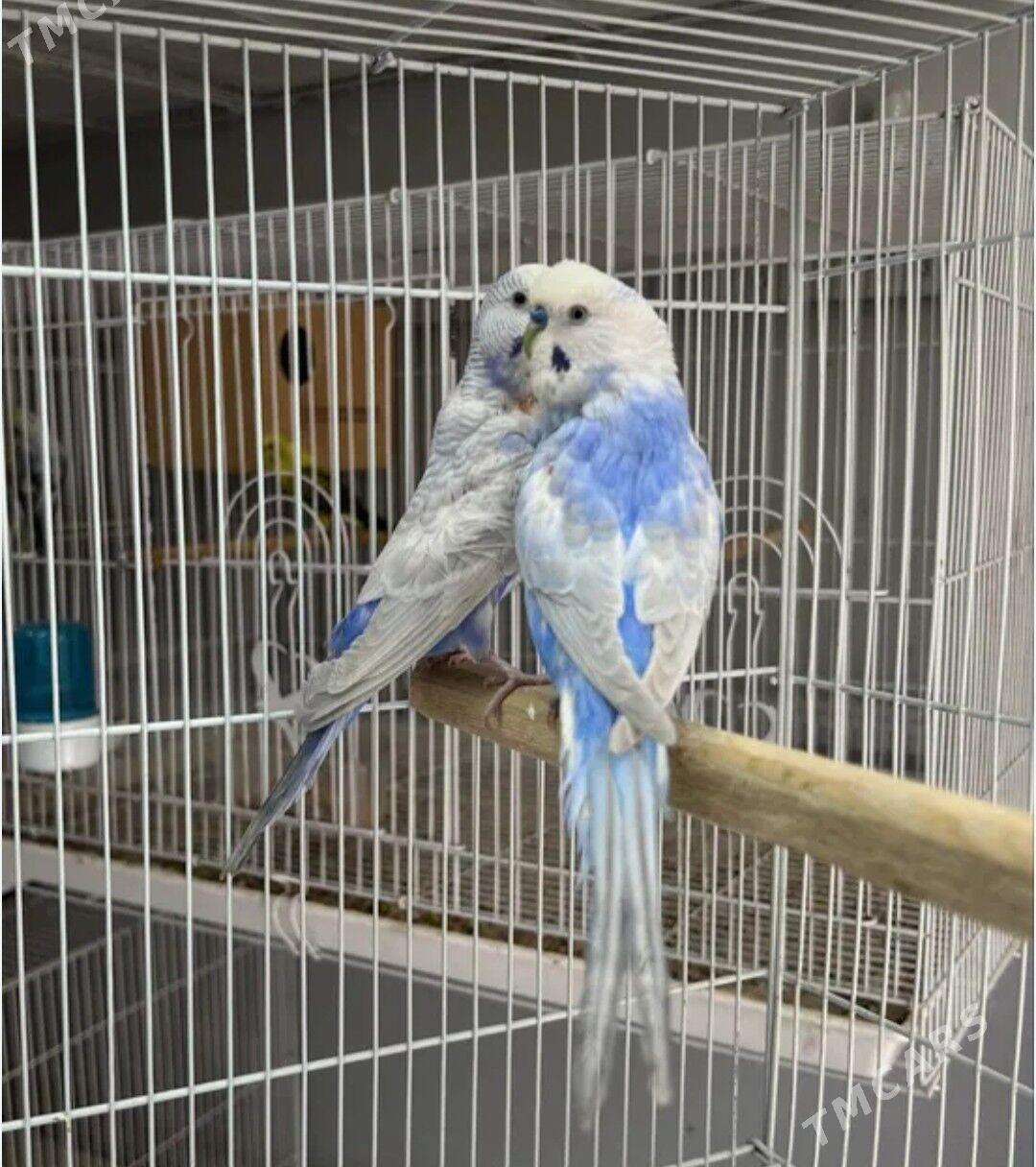 popugay sowgatlyk guslar - Ашхабад - img 1