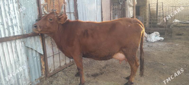 goleli sygyr - Векильбазар - img 1