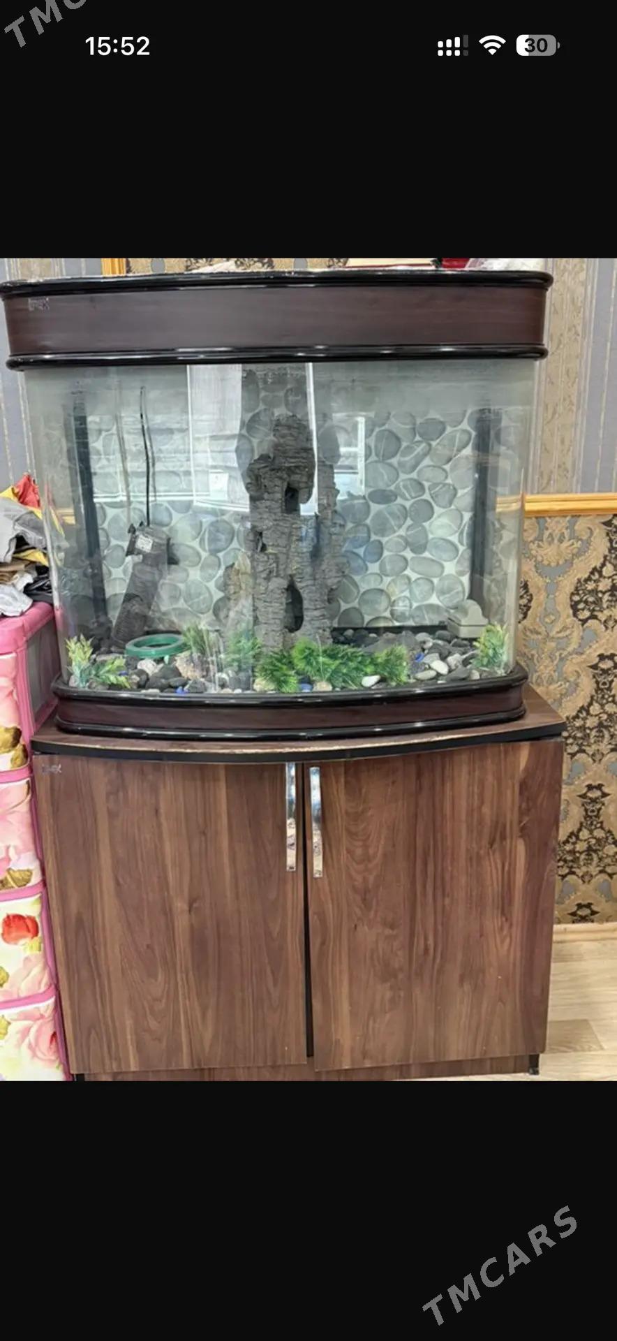 Akwarium - Хитровка - img 1