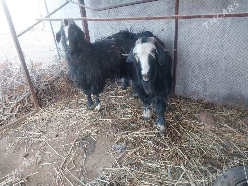 2sany gurot erkeç - Бахарден - img 1