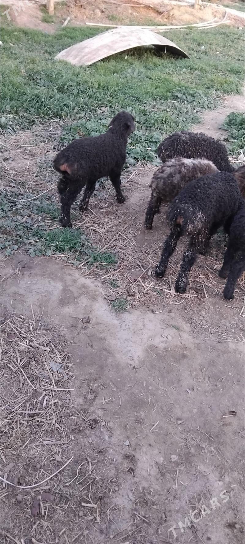 Guzy - Векильбазар - img 1