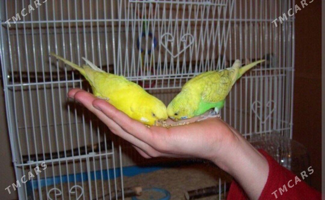 popugay gus - Aşgabat - img 1