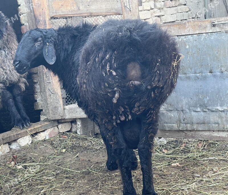 goyun/ баран - Бузмеин - img 1