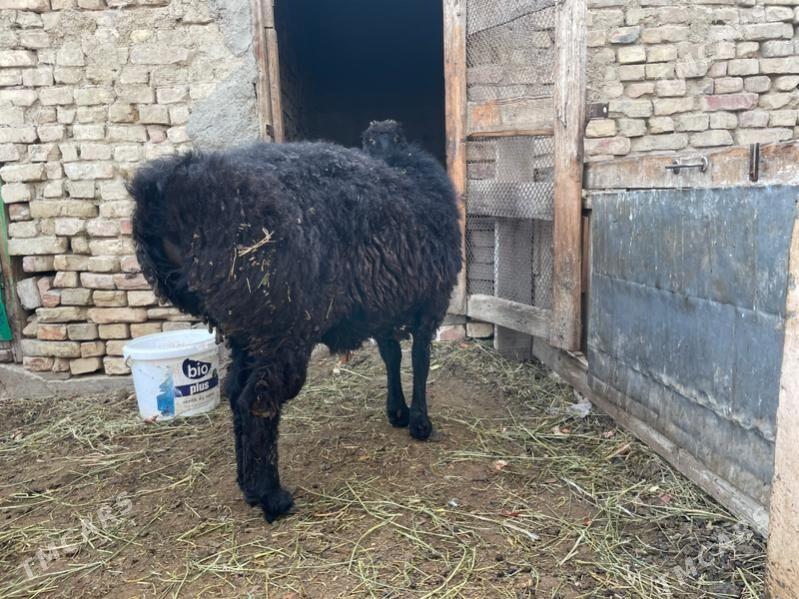 гойун/ баран - Бузмеин - img 1