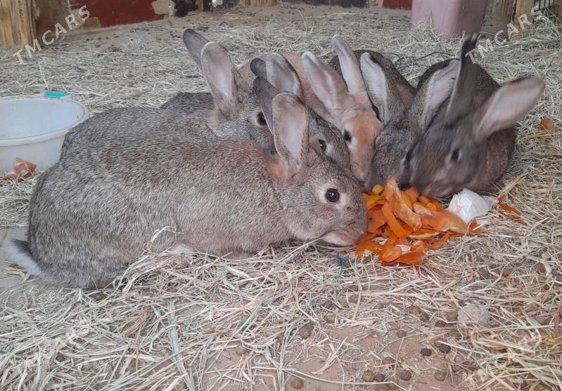 Pol welikan towshon - Jebel - img 1