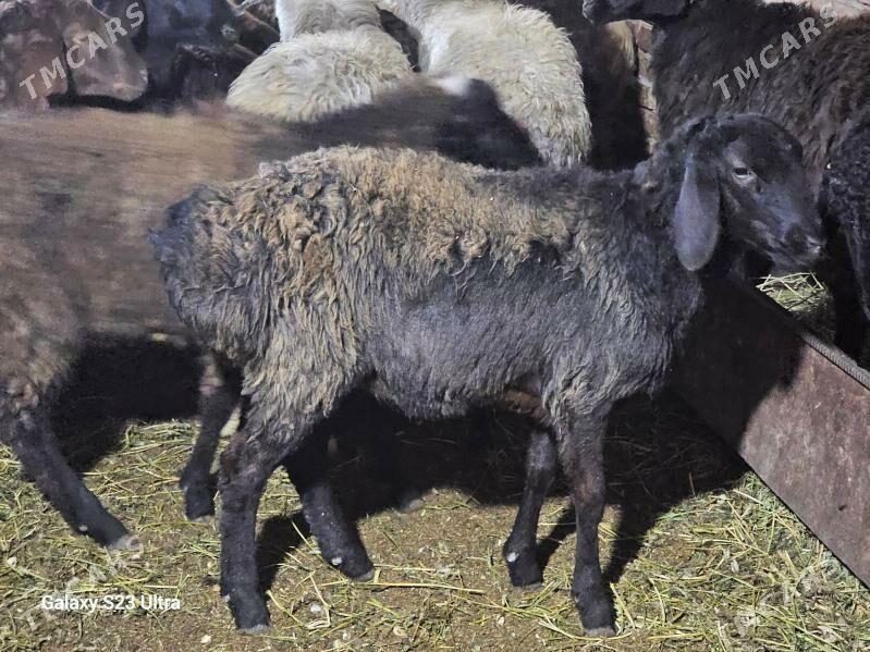 Гисар токлы еркек уркачы - Туркменабат - img 1