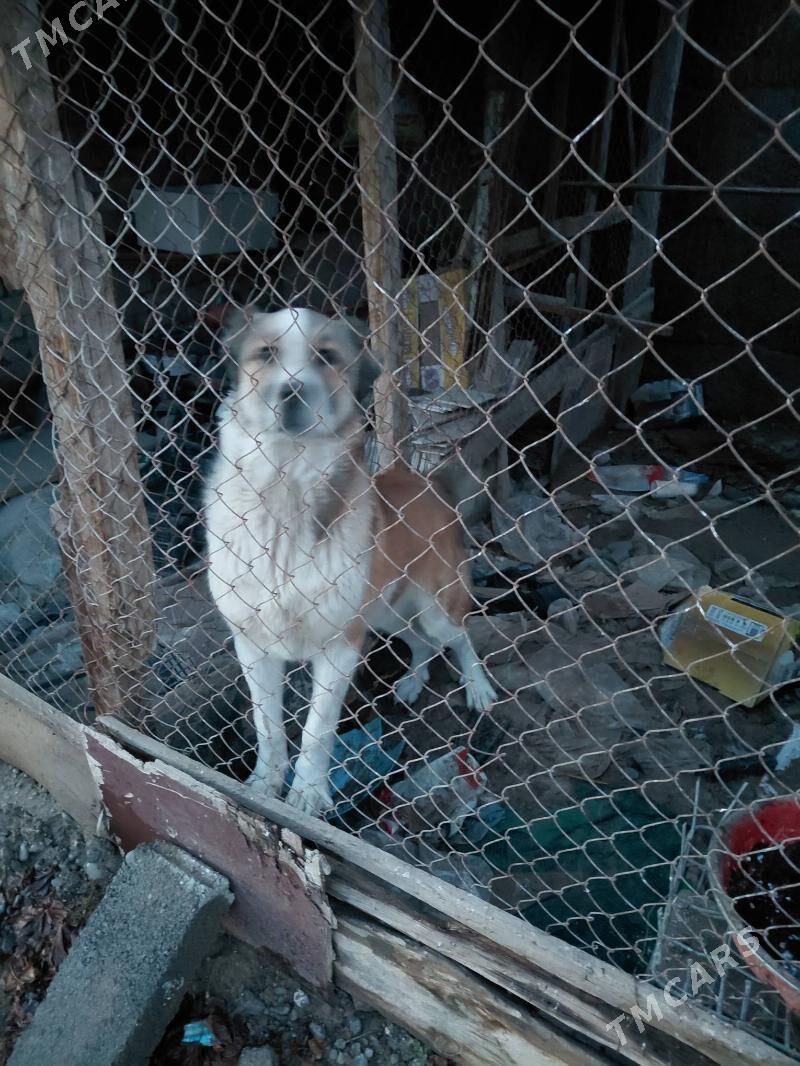 turkmen it - Херрикгала - img 1