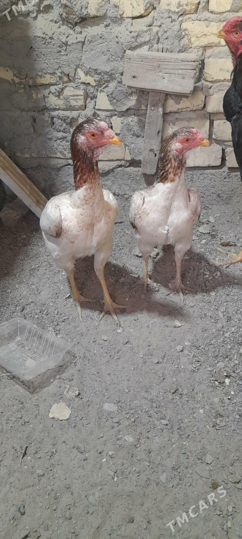 Taskent maki - Kaka - img 1