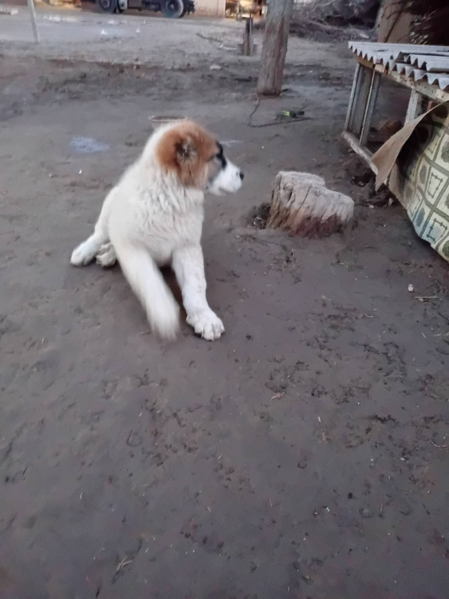 Alabay it - Saýat - img 1