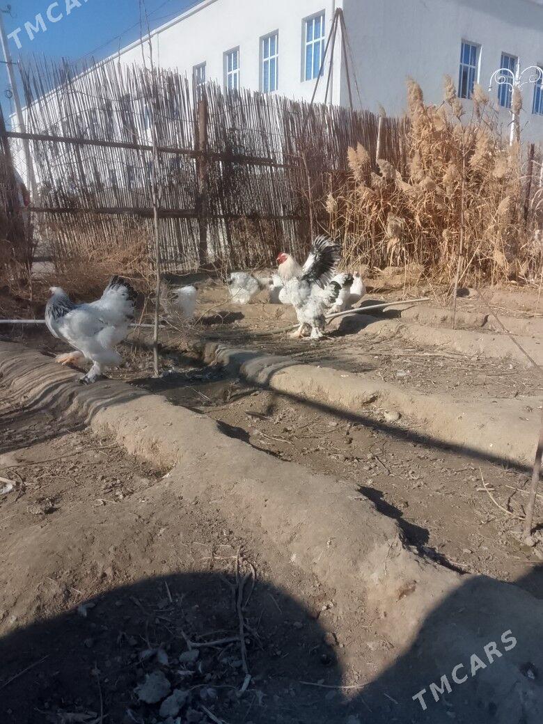 satlyk Brama - Анев - img 1