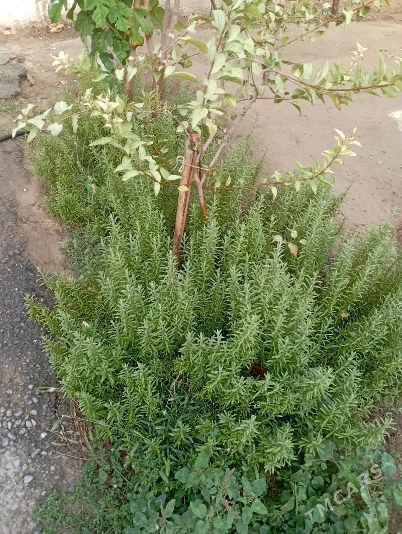 razmarin - Aşgabat - img 1